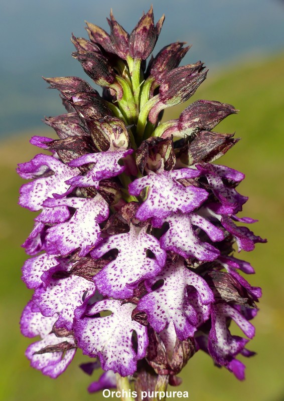 Prime fioriture di orchidee sui Monti della Laga  giugno 2021.